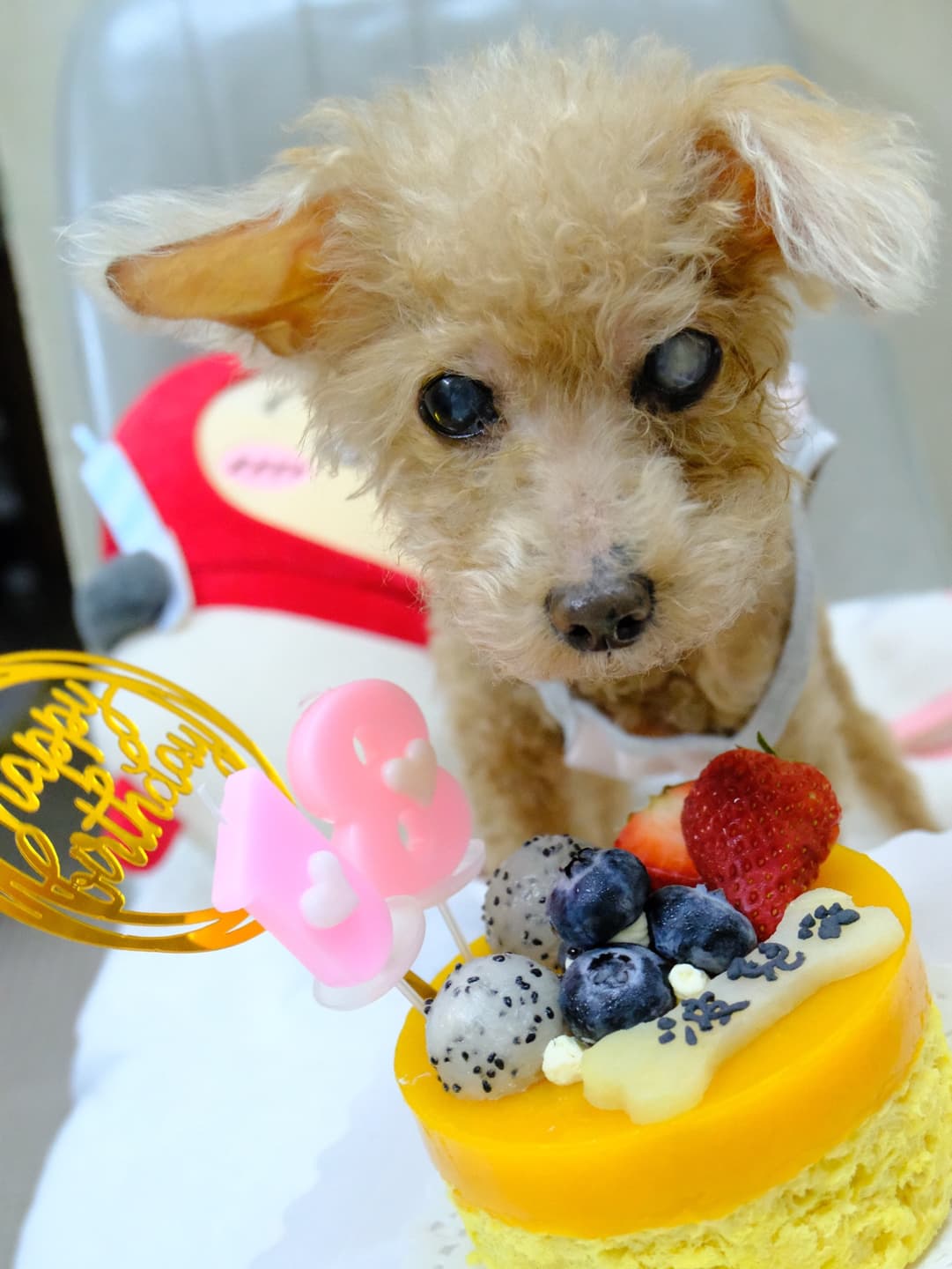 Our Poodles' May 2026 Map 2