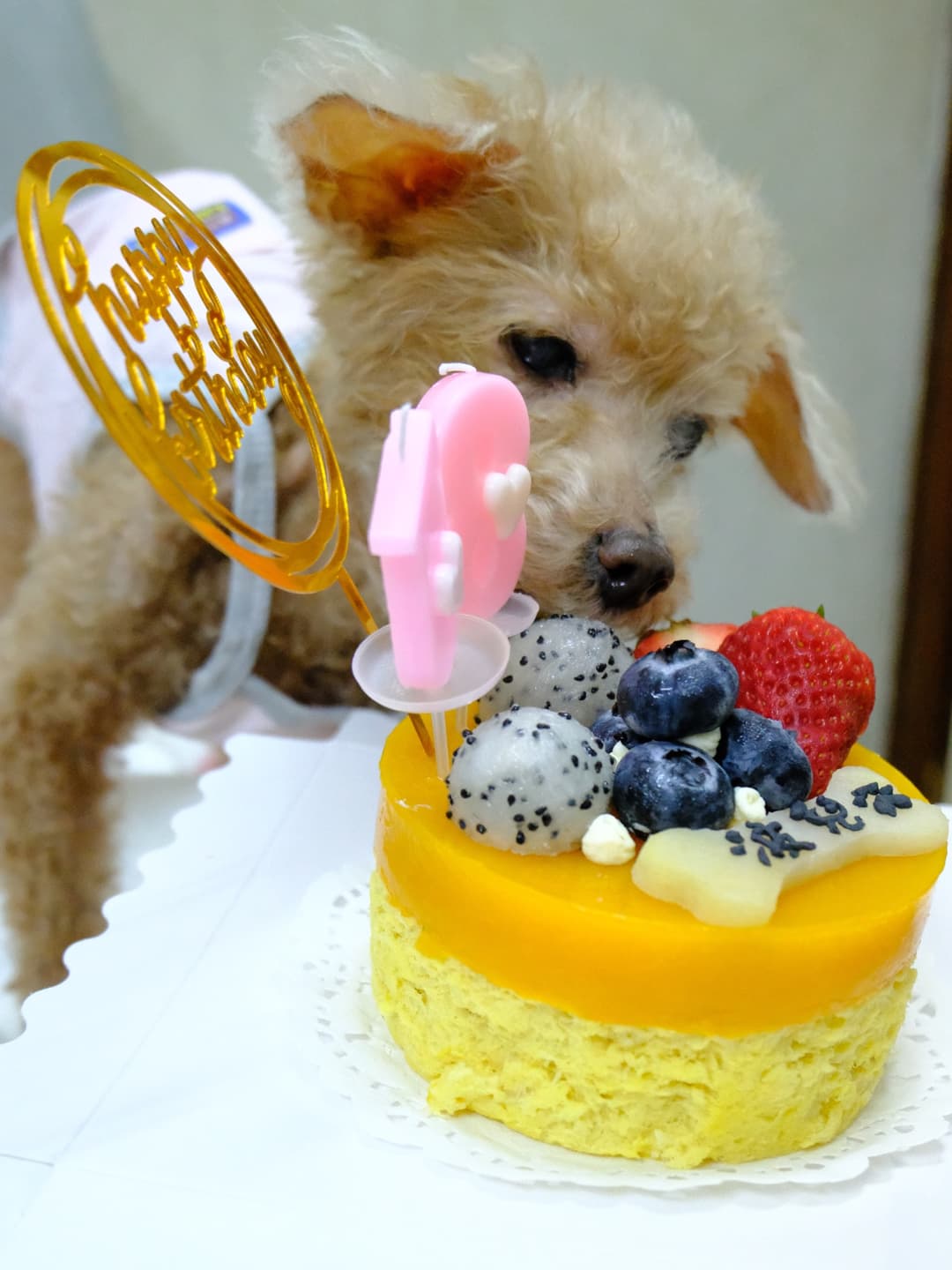 Our Poodles' May 2026 Map 3