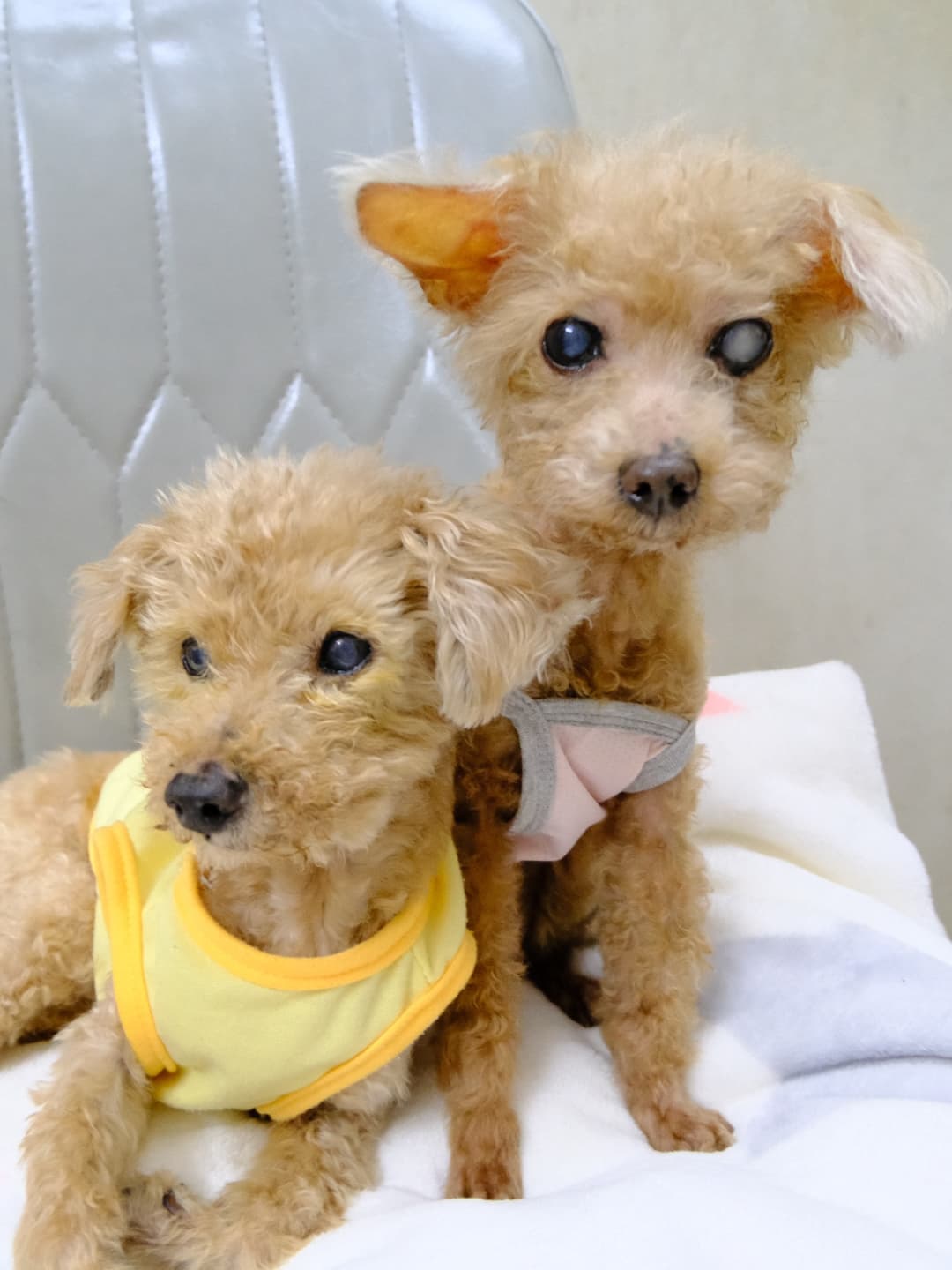 Our Poodles' May 2026 Map 5