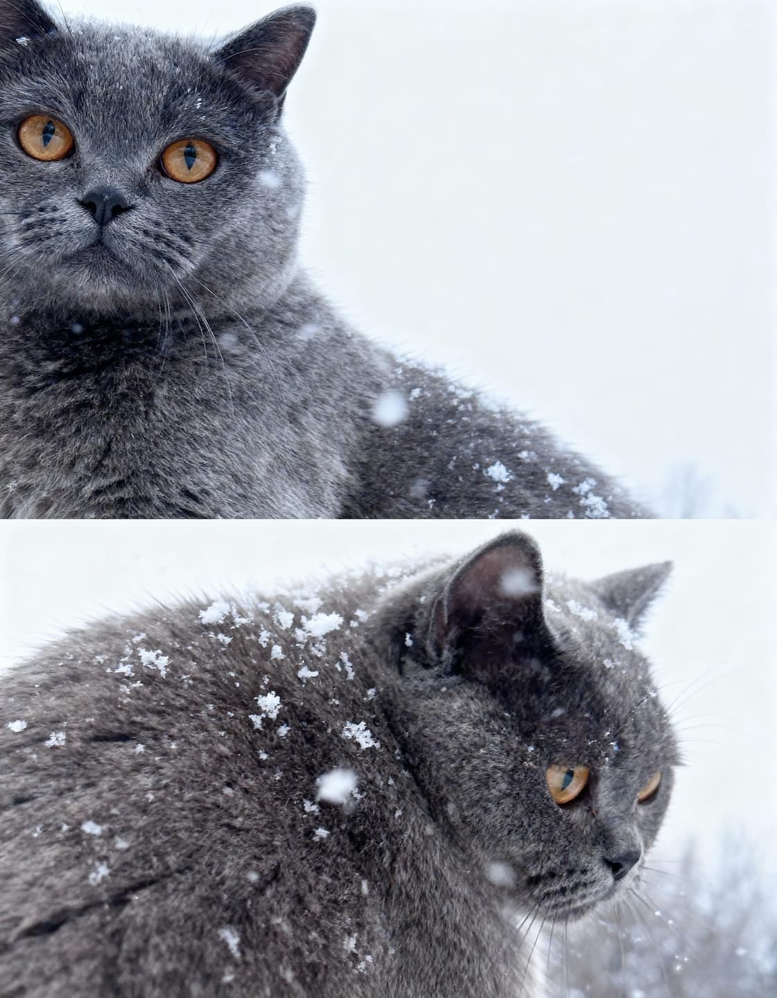 ❄️