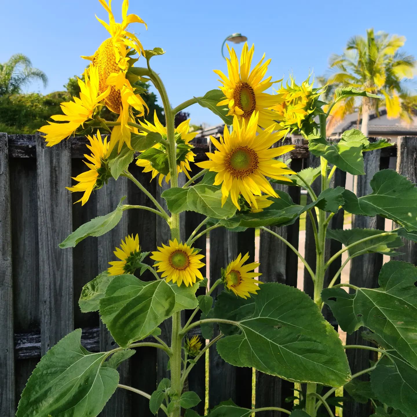 Our Local Sunflower Map