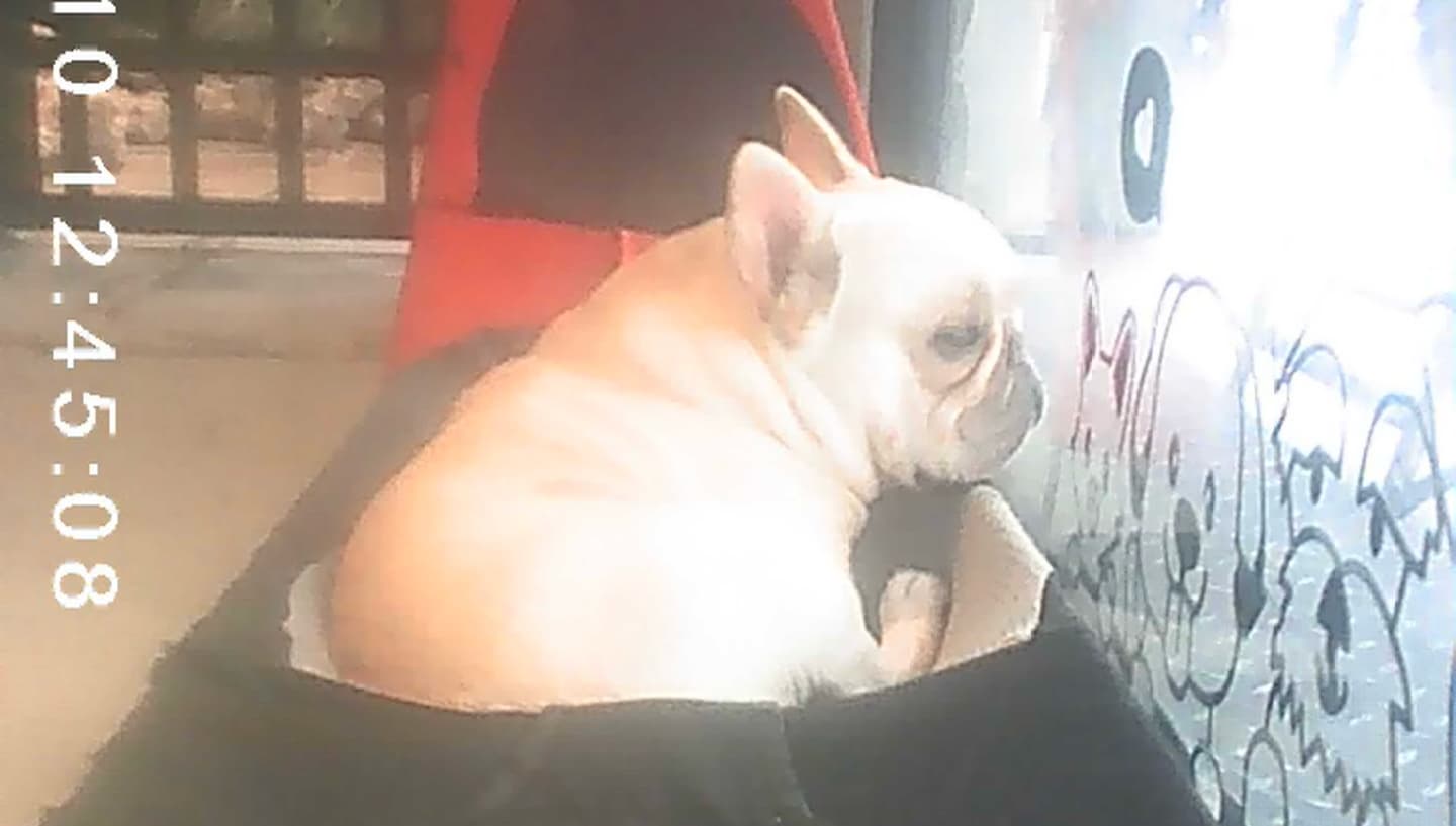 Cute Frenchie with some tasty food ☺️ 8
