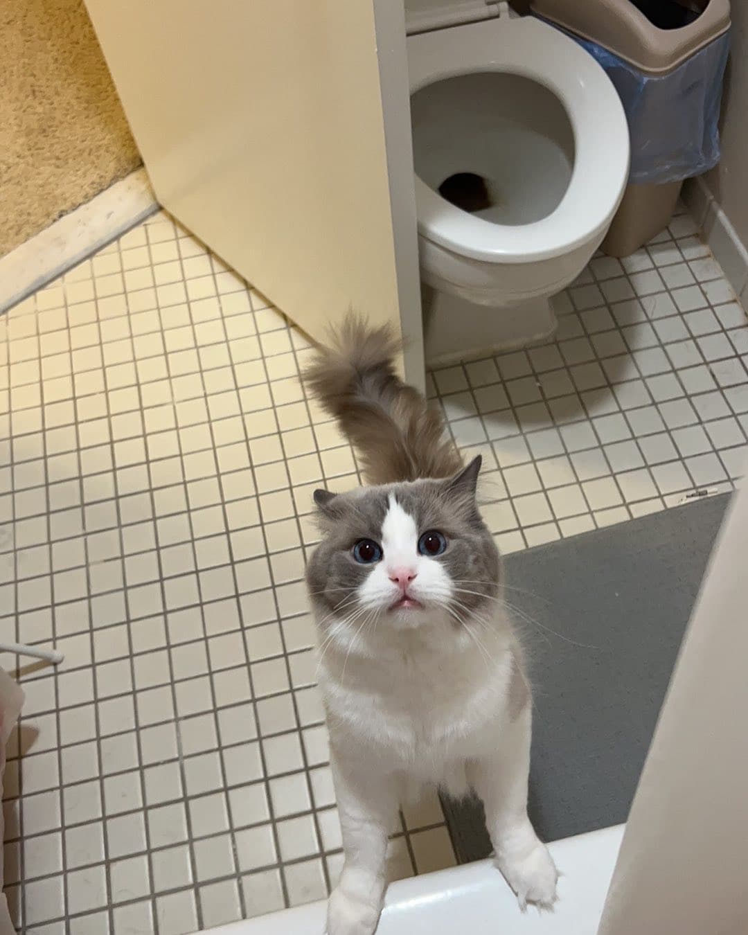 I'm looking for a cat to adopt! 7