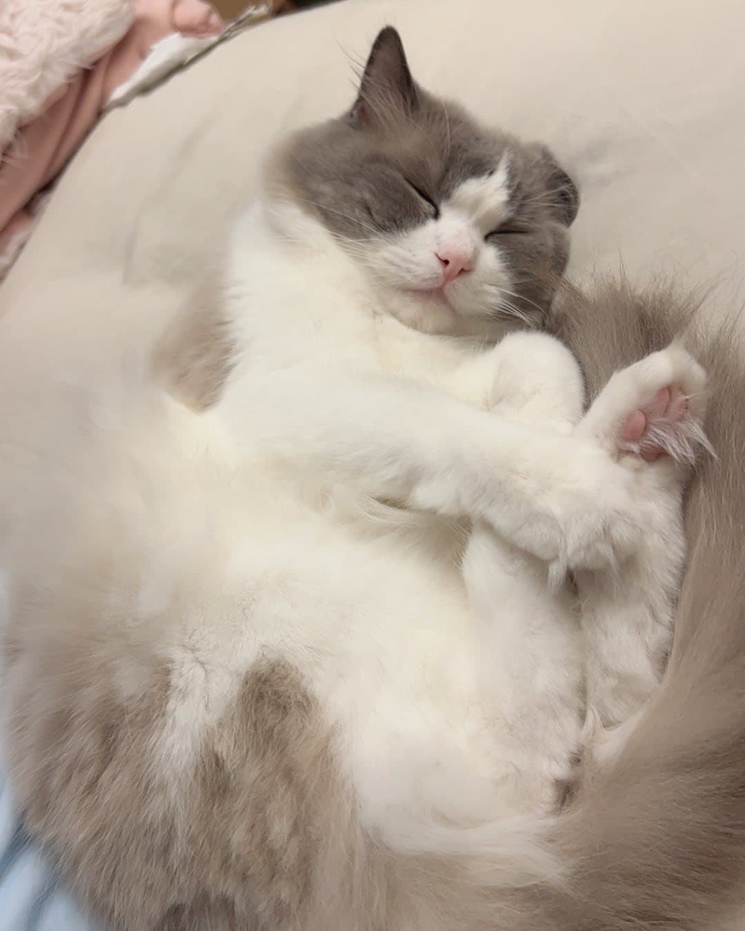 I'm looking for a cat to adopt! 2