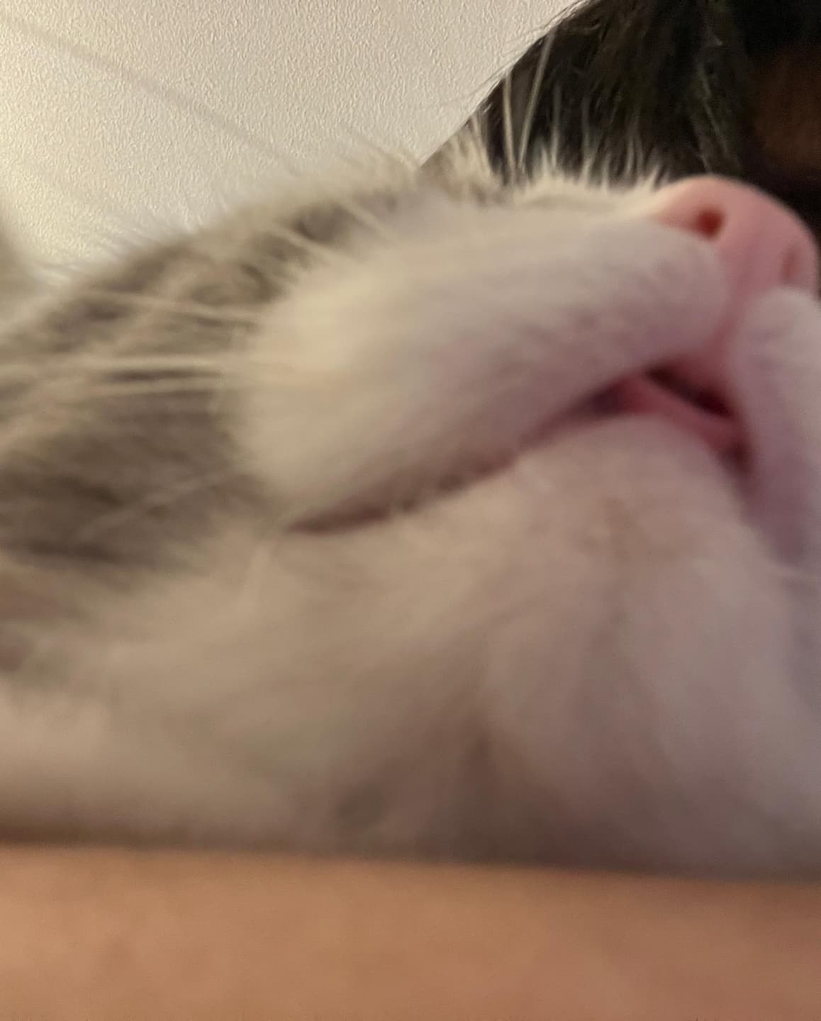 I'm looking for a cat to adopt! 3