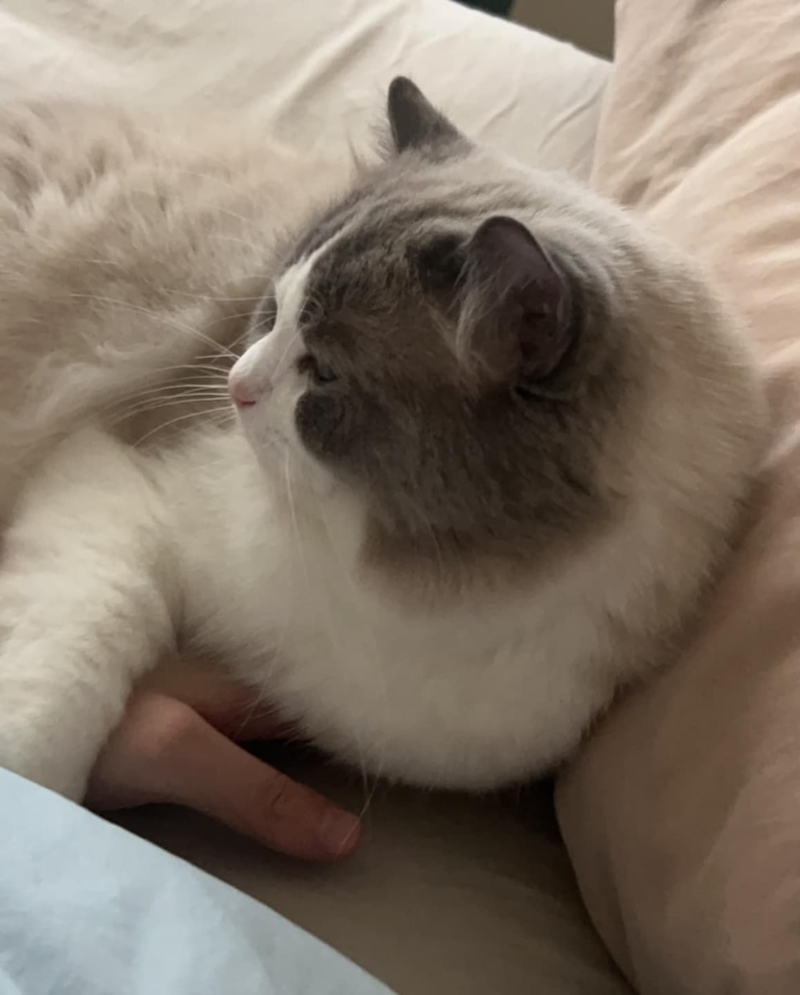 I'm looking for a cat to adopt! 4