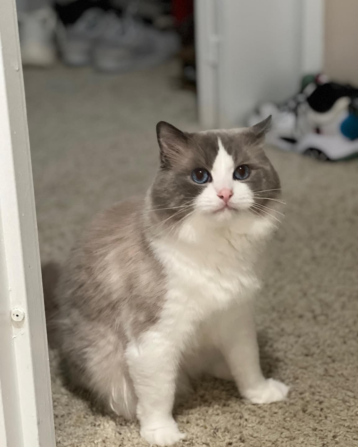 I'm looking for a cat to adopt! 5