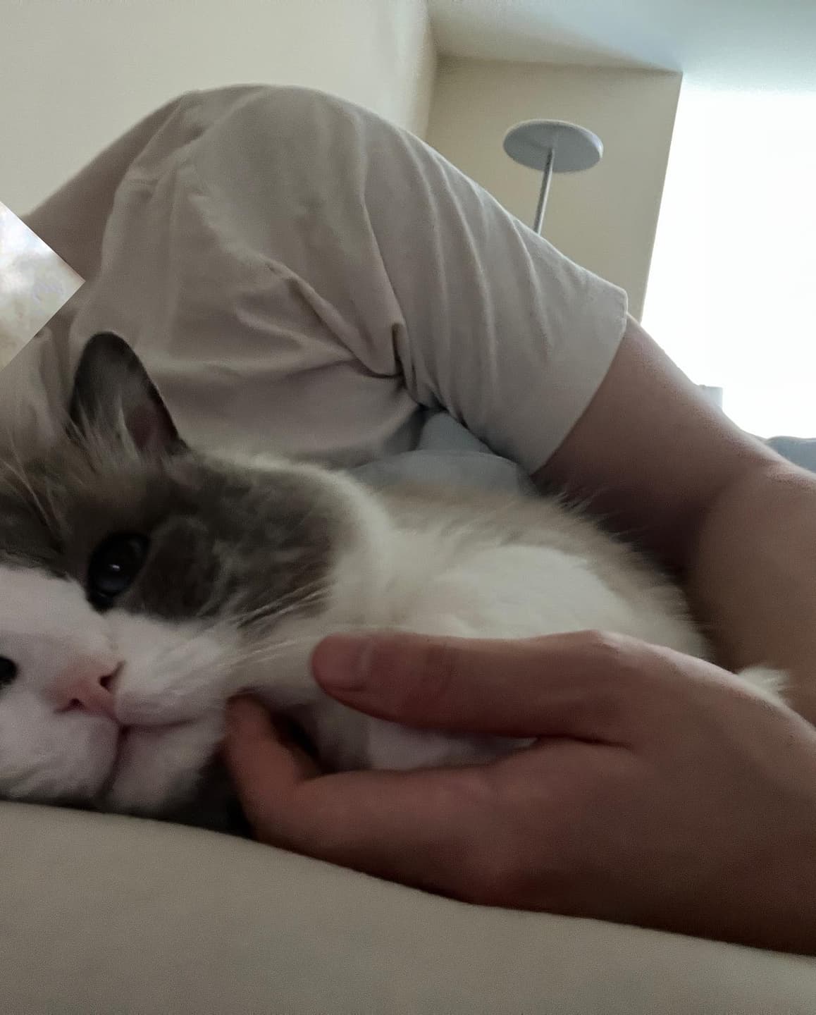 I'm looking for a cat to adopt! 6