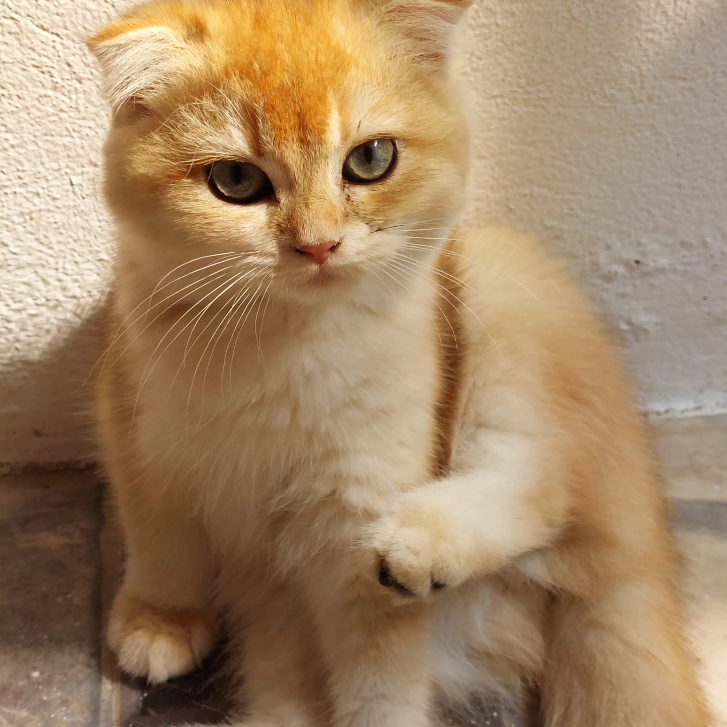 Our New Family Member