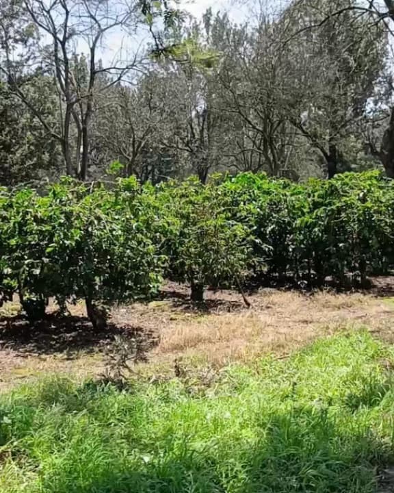 Burka Coffee Estate 7