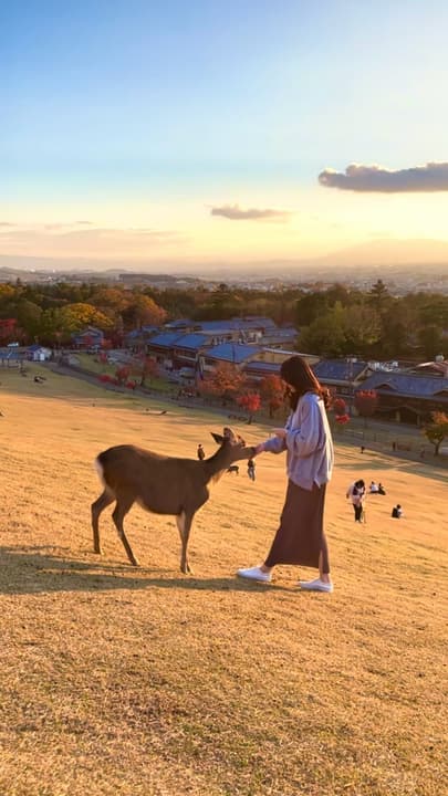 Nara Deer Map