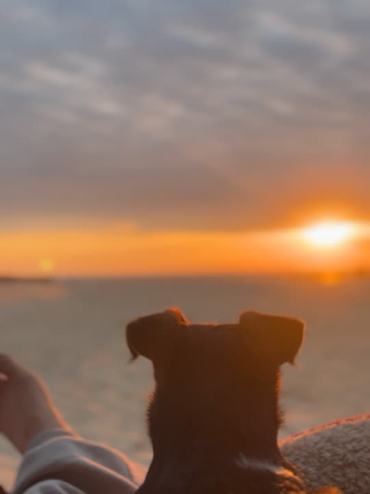 Let's go to the beach with the dog! 4