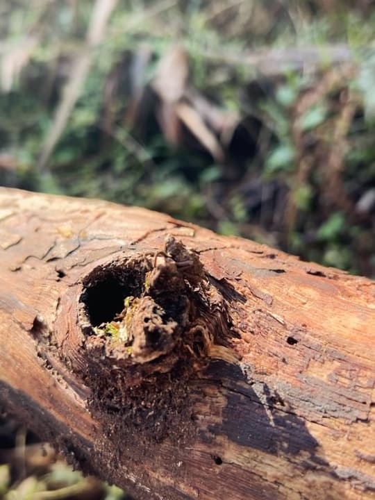 My Weevil Log Discovery 8