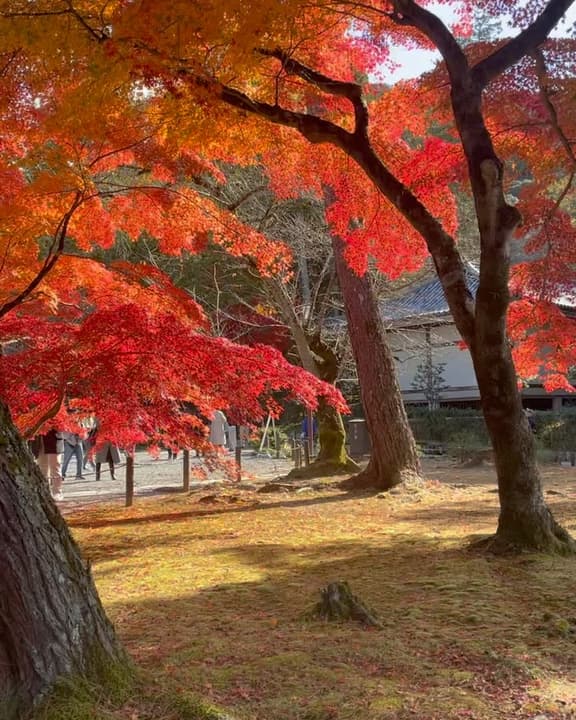 Autumn Leaf-Peeping Spots in Japan 8