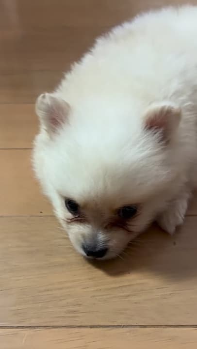 Meet Moe,