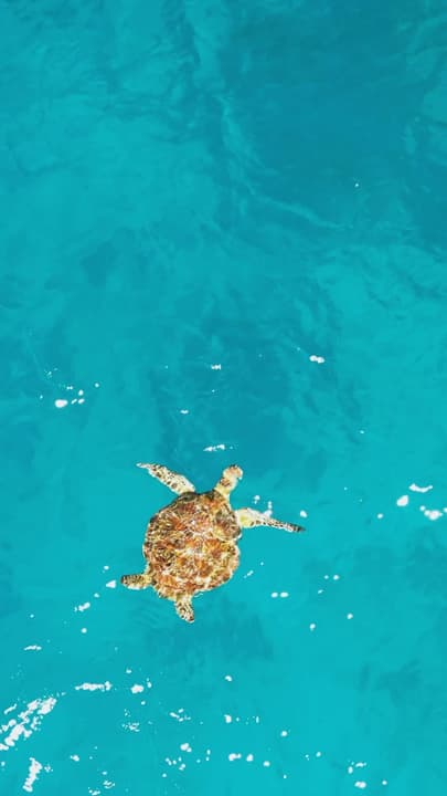 Com Green Sea Turtle Sighting