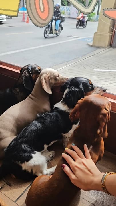 Dachshund Community Map