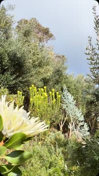 Protea Garden 2