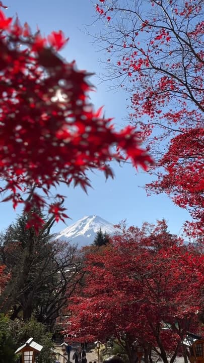 🍁🍁🍁