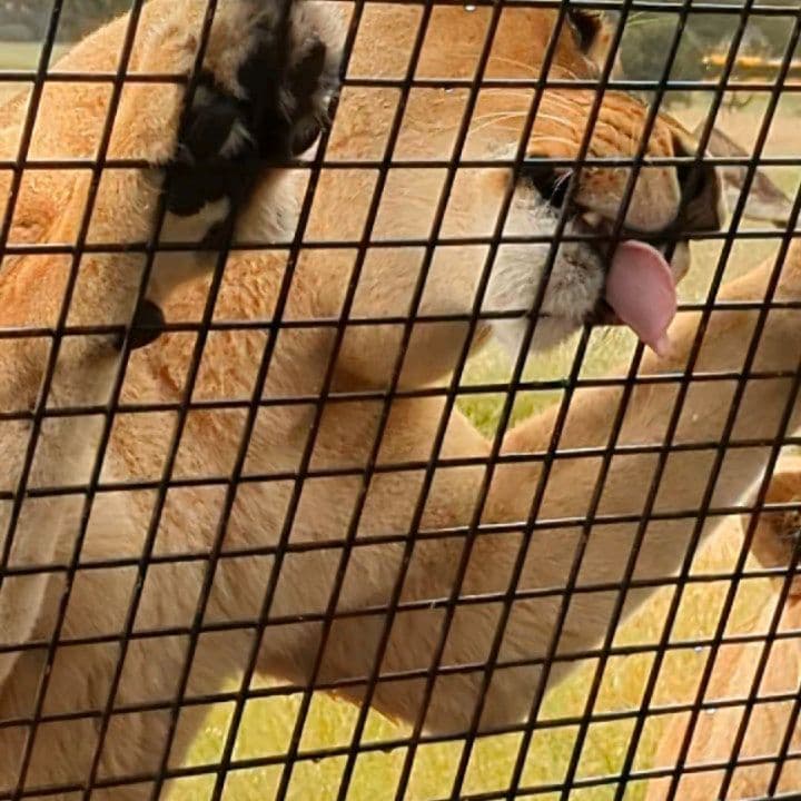 Monarto Zoo 4