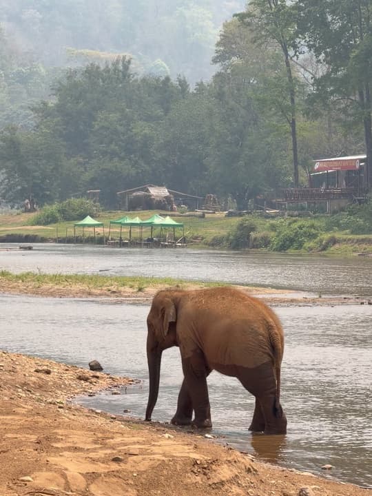 Elephant Nature Park Observer's Diary 5
