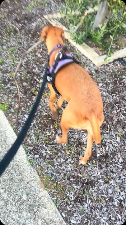 Dog's Big Stick Adventure