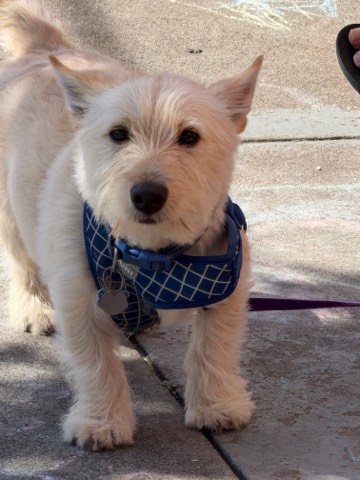 Doggy, cute doggy 2