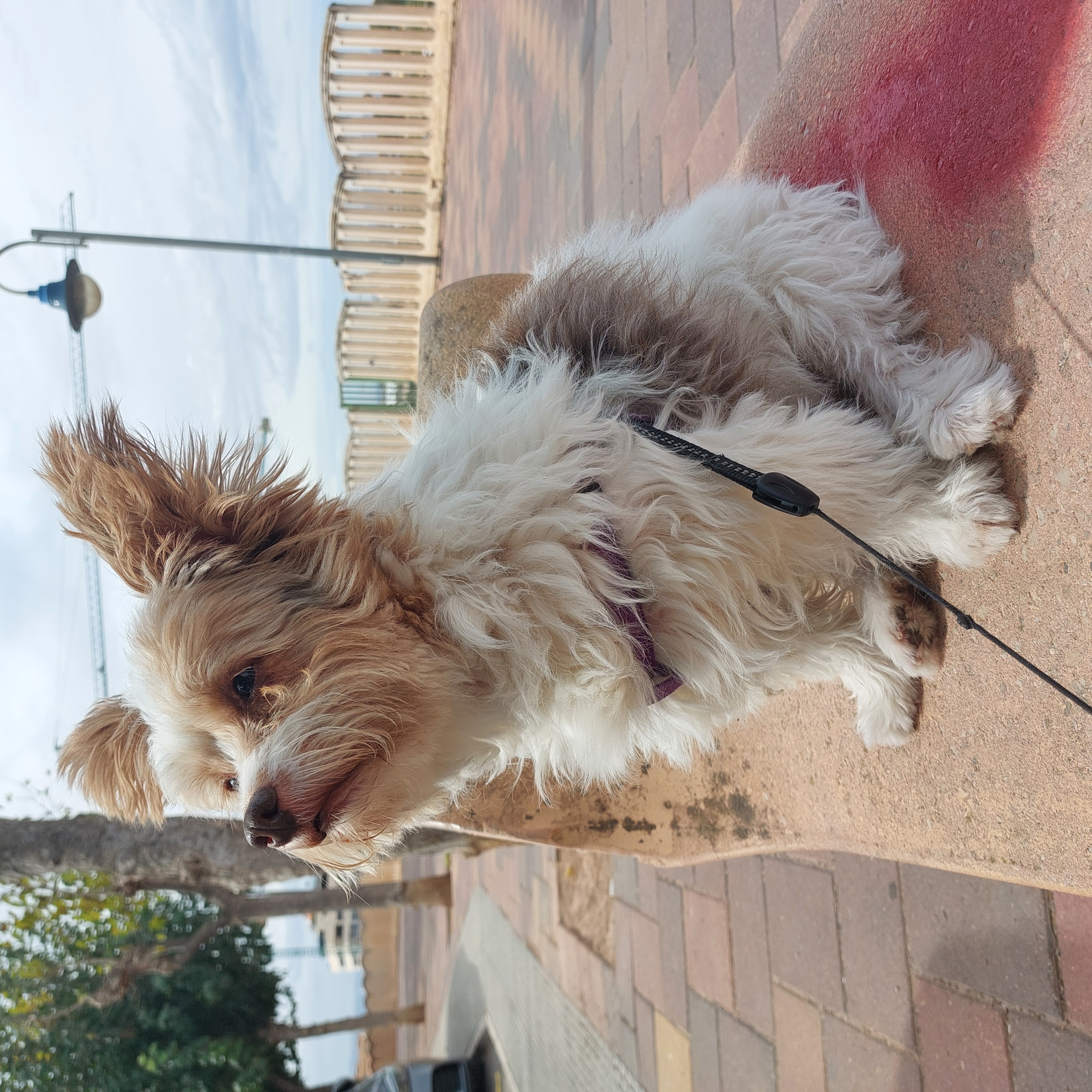 Paseadora de mascotas