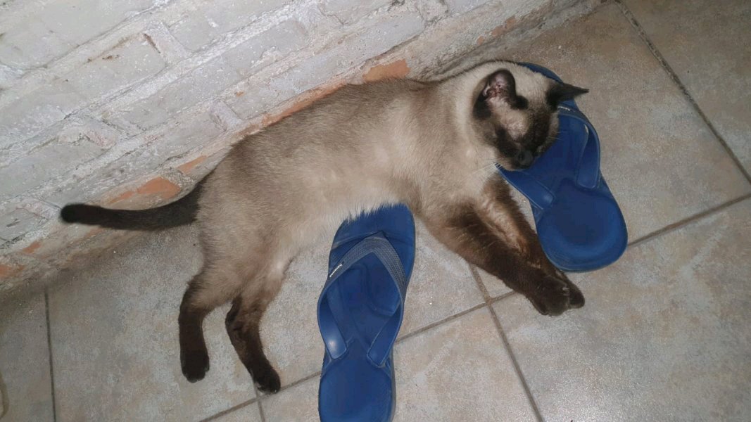 mascotera
