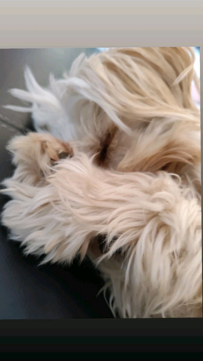paseos perrunos
