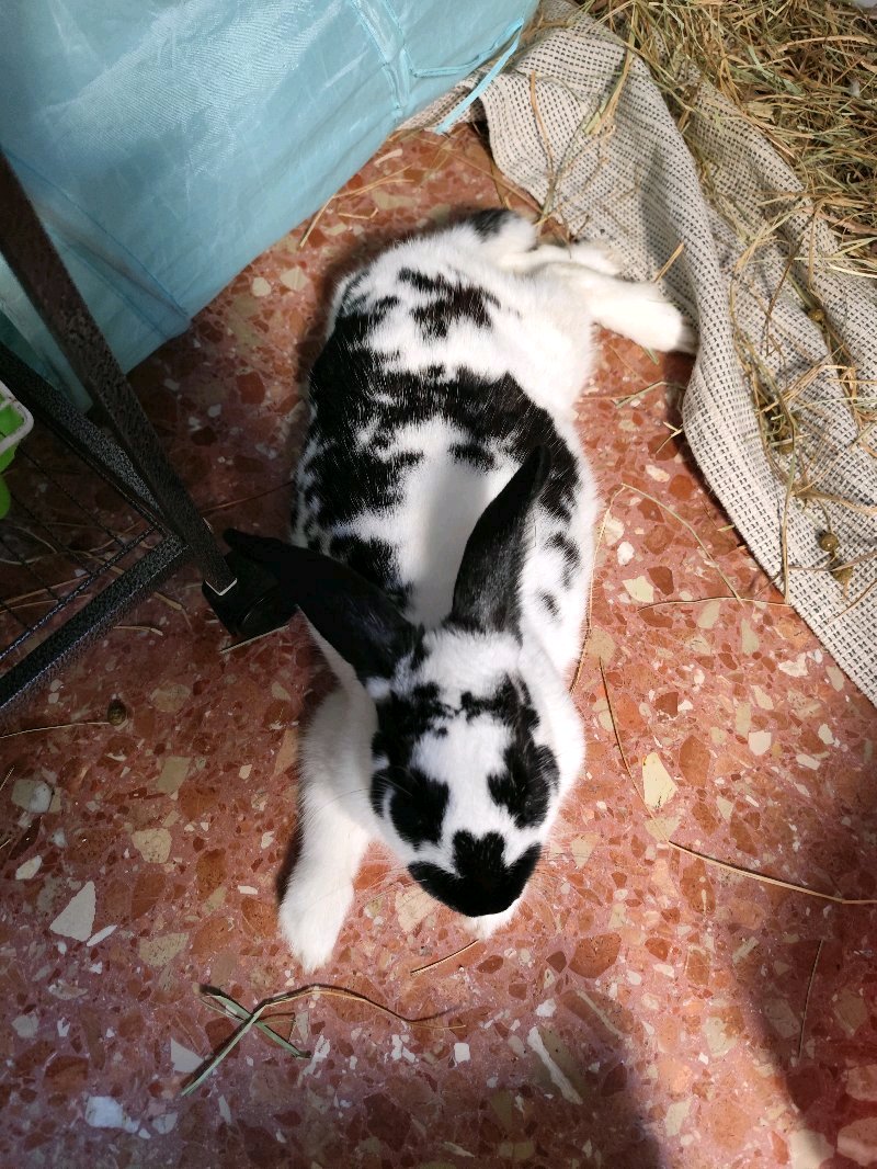 bunnysitter