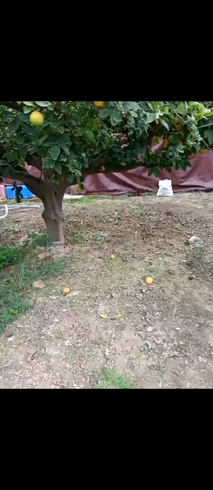 se limpian terrenos murcia i cercan
