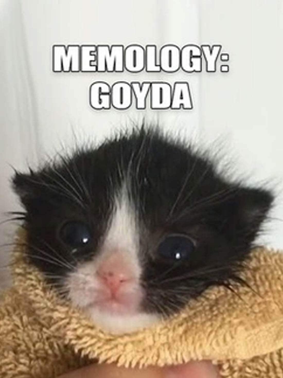 MEMOLOGY: GOYDA | Steam