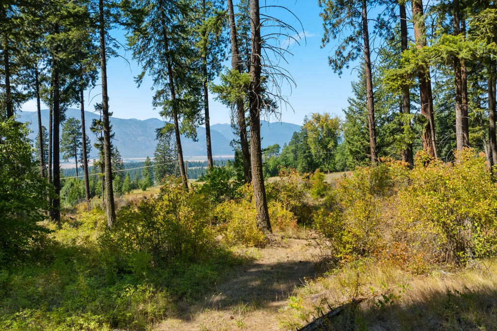 Mix of Trees and Open Space