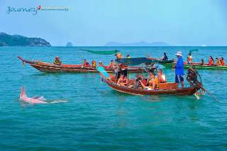 รถไปชมปลาโลมา รูปที่ 4