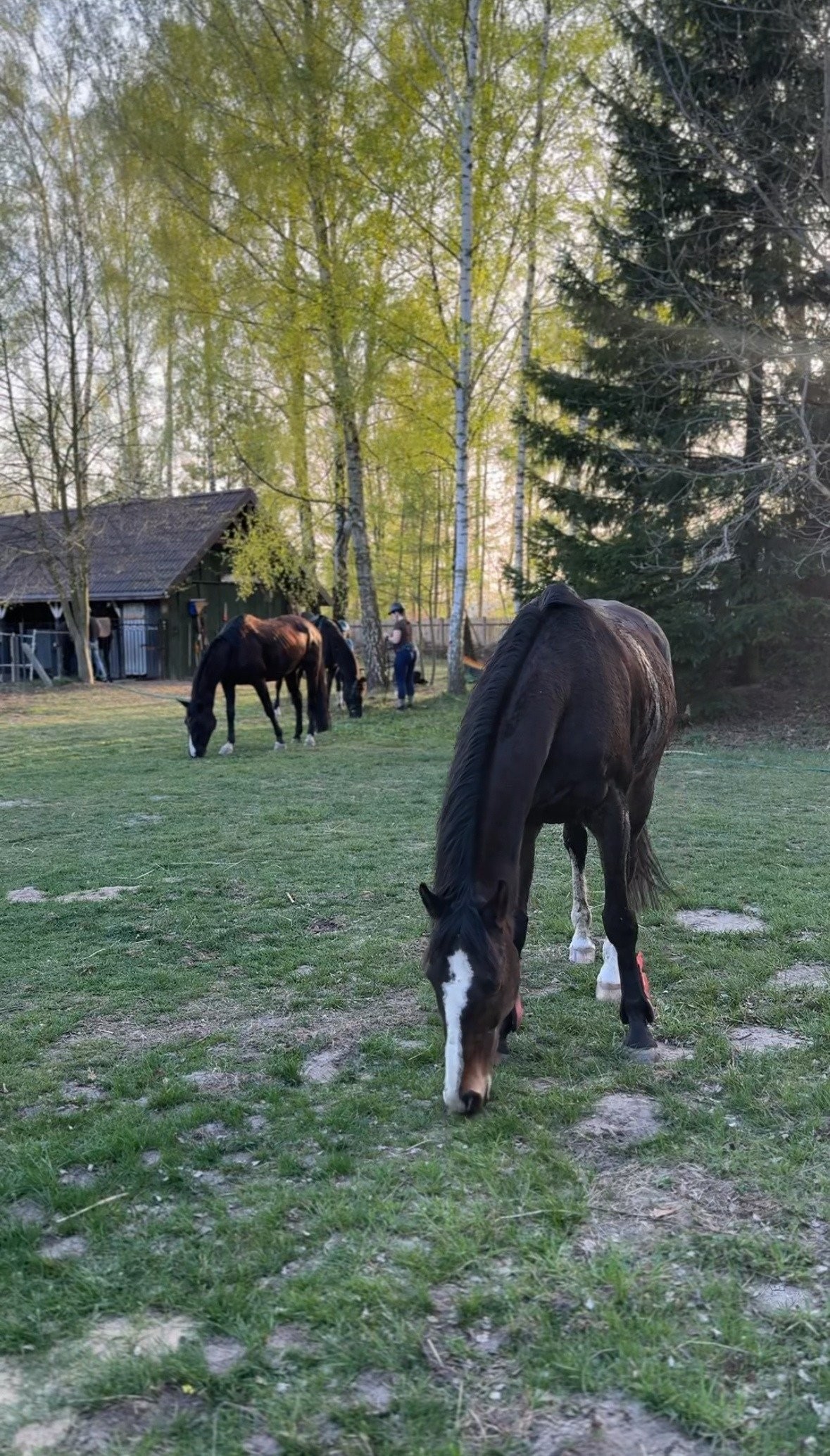 Stajnia Witaj w domu