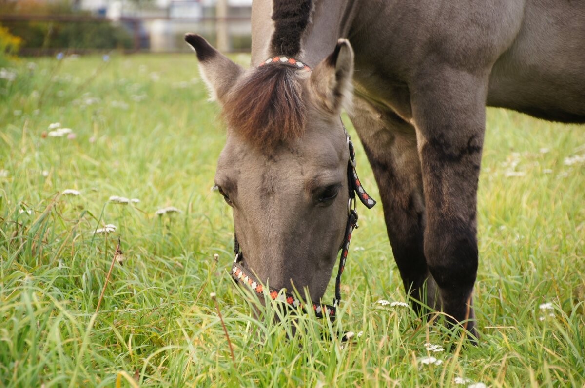 Ośrodek Hipoterapii w Gdyni