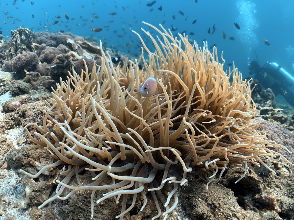 Komando Foki - Szkoła Nurkowania dla Dzieci