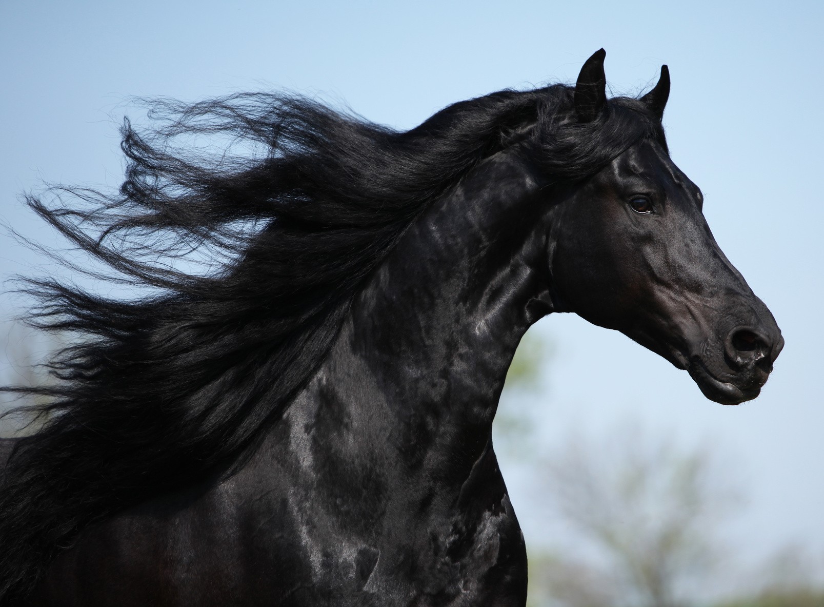 HORSE HEAVEN - zdjęcie 3
