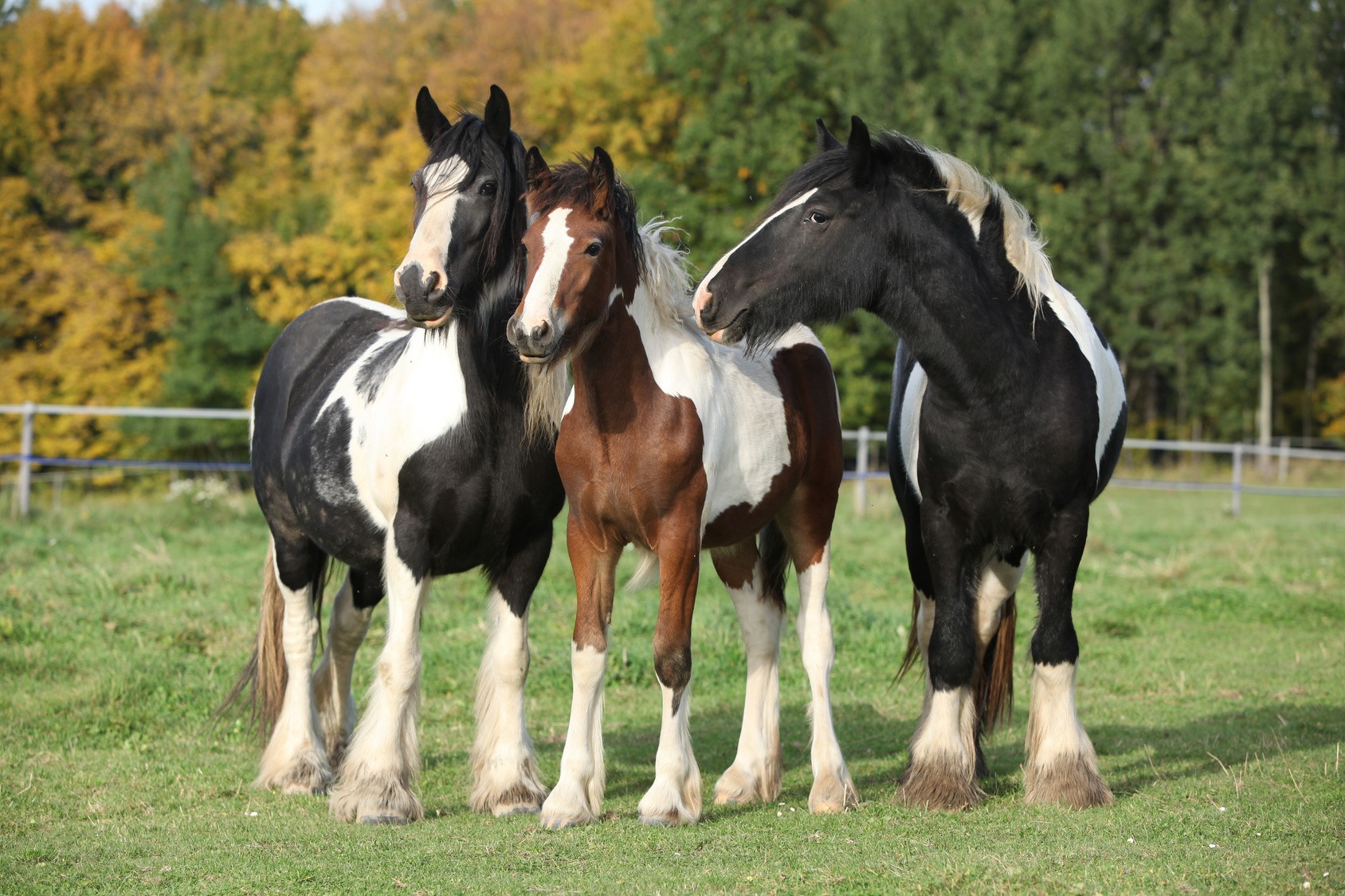 HORSE HEAVEN - zdjęcie 4