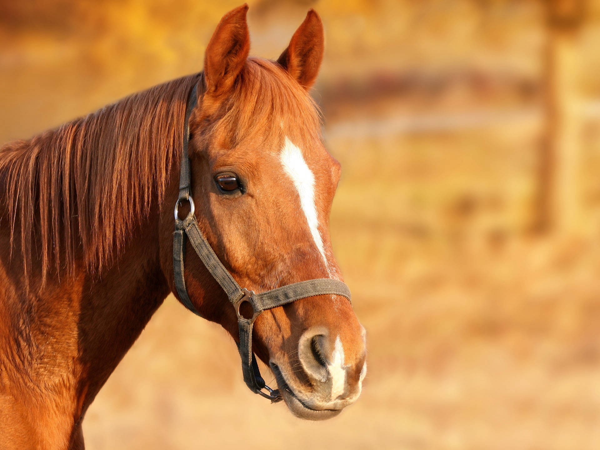 Ośrodek Jeździecki Cheval - zdjęcie 7