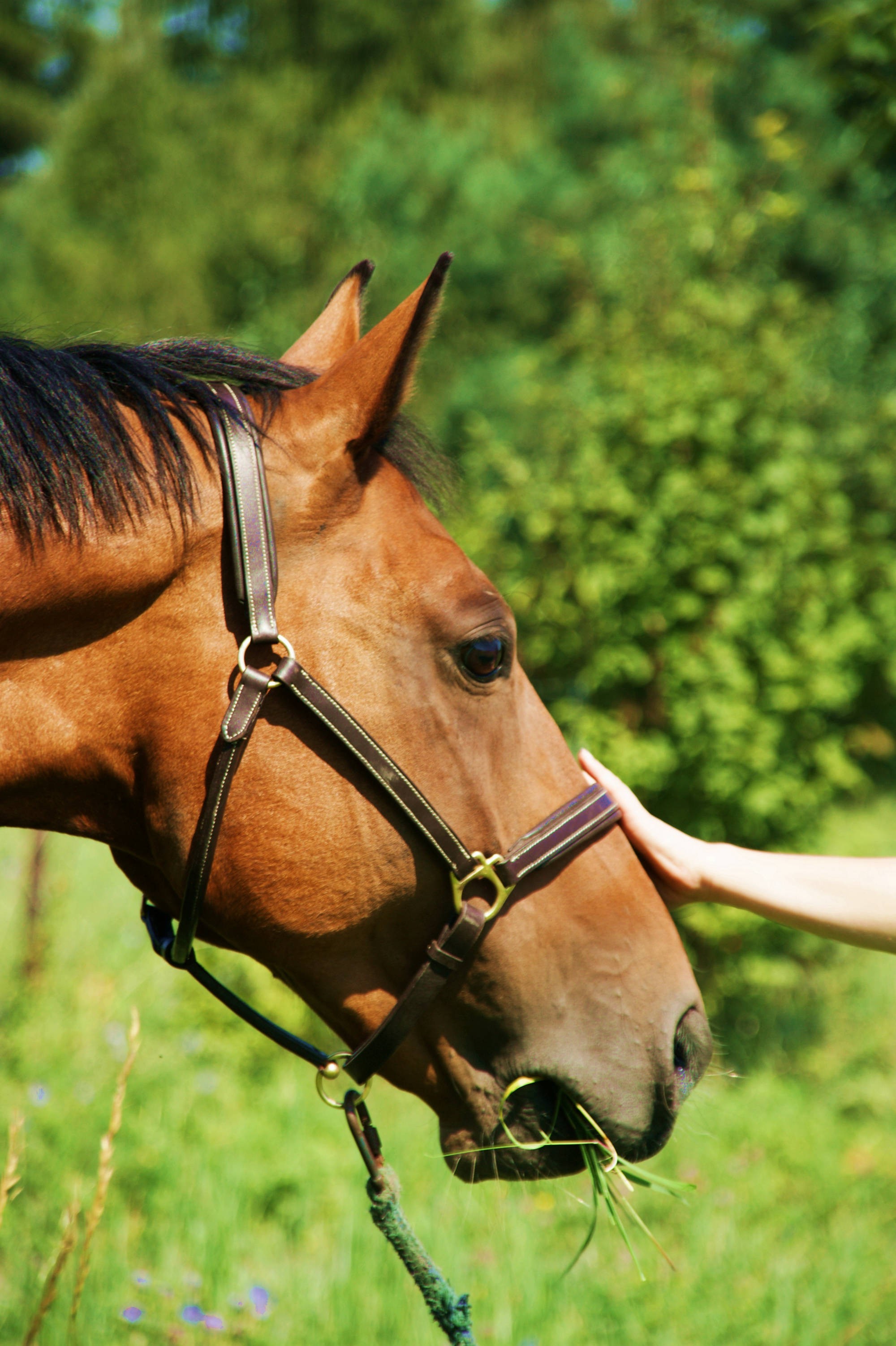 Ośrodek Jeździecki Cheval - zdjęcie 2