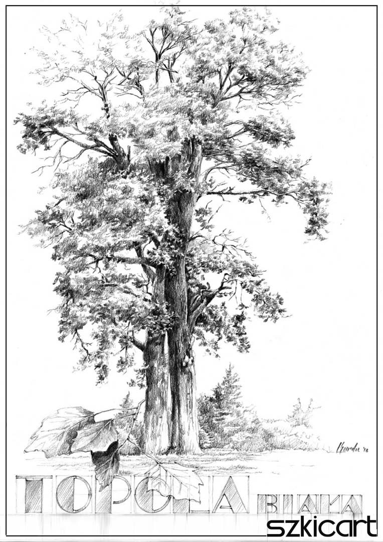Szkicart - szkoła rysunku - zdjęcie 4
