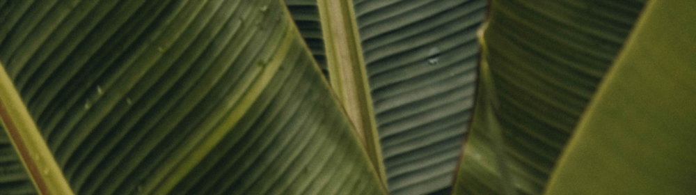 Szkoła Jogi Zielona Góra - Organika