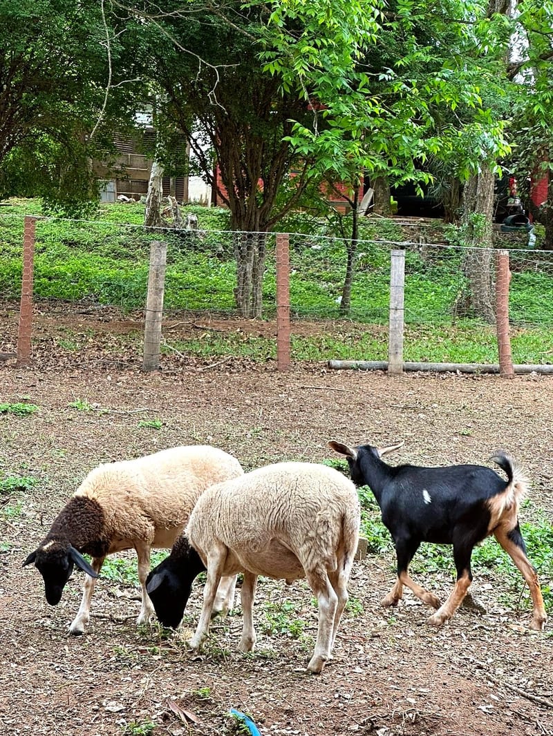 Foto 5 de Feijão com Tranqueira