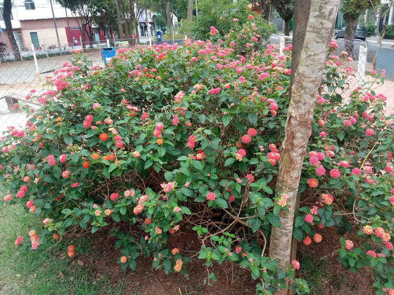 Foto 4 de Praça Maria Salete Bento Cicaroni