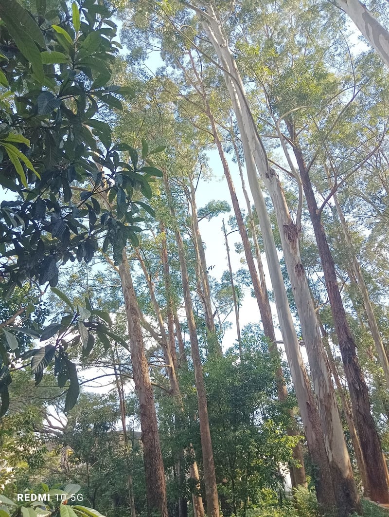 Foto 4 de Parque Municipal José Agostinho Leal