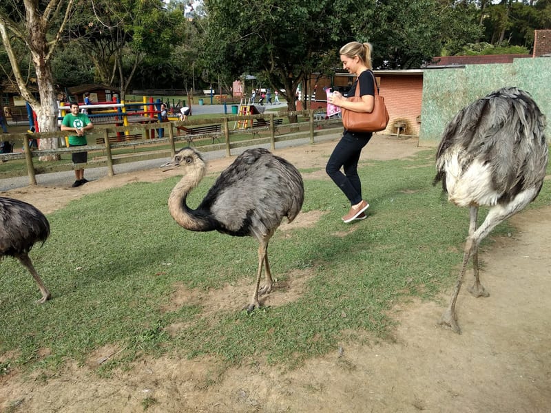 Foto 3 de Fazendinha Cia dos Bichos