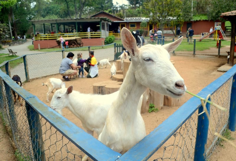Foto 2 de Fazendinha Cia dos Bichos