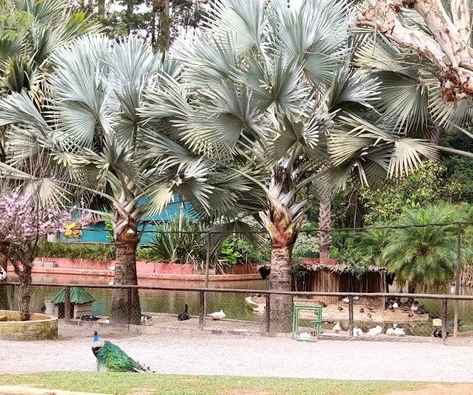 Foto 4 de Fazendinha Cia dos Bichos